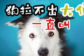 狗狗拉不出大便一直叫