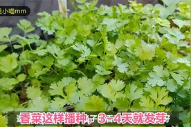 楼顶种菜：香菜这样播种，3-4天就发芽，长得又快又嫩视频封面
