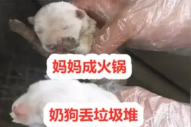 狗妈妈被吃，小奶狗被丢狗肉馆垃圾堆，最终的命运令人无奈视频封面