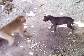 猴子主动挑衅狗狗，结果输不起，抡起锅就朝着狗狗的头砸过去！视频封面
