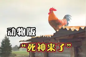小动物版《死神来了》，鼹鼠爸爸讲的睡前小故事，值得深思！视频封面