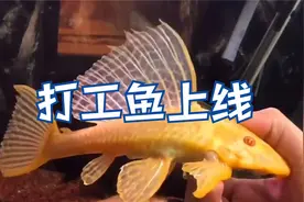 打工鱼再次上线！给它们换了个工作地点视频封面