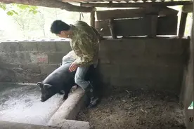农村小伙清理猪圈时，还不忘骑着猪玩一下，把猪惹的差点飞出猪圈视频封面