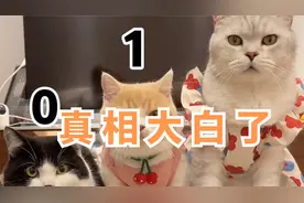真相大白！生出来的小猫竟然这么丑！