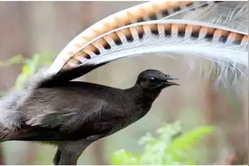 这种鸟的模仿能力绝了！八哥鹦鹉都得被它比下去