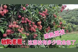 广西桂平麻垌最迟的贵族荔枝，仙进奉荔枝上市了，市场需求量很大