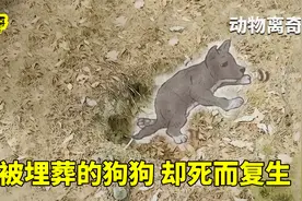 一只没了呼吸的狗狗，被安葬在地下，四天后它却回到了家。纪录片视频封面