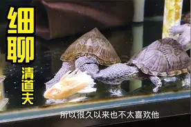 细聊“清道夫”，虽然好养易活，可恰恰如此成为了缸中隐患视频封面