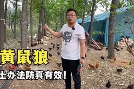 老曹养鸡用土办法防黄鼠狼；网友：真管用！视频封面