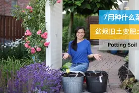128•旧土快速变新土的简单方法，大热天的种什么菜既快又好？视频封面