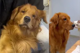 因主人先抱了猫咪，金毛生气吃醋争宠太戏精，小表情萌翻网友