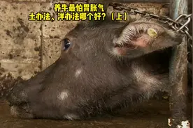 养牛最怕胃胀气，土办法、洋办法哪个好？（上）视频封面