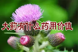 大蓟有什么药用价值视频封面