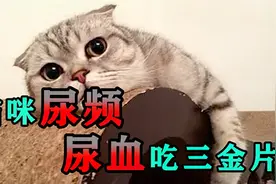 猫咪尿频尿血吃三金片，猫咪尿频尿血吃三金片能好吗视频封面