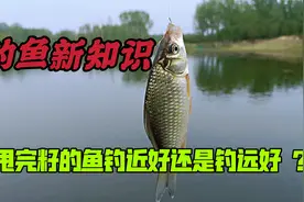 钓鱼新知识：甩完籽的鱼钓近还是钓远，掌握好这些细节越钓鱼越多视频封面