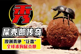 澳大利亚粪便“泛滥”，全世界求购屎壳郎，一买就是几十年