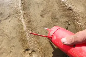 教大家一个赶海抓竹蛏的好方法，不用铲子，只需要一瓶盐就行