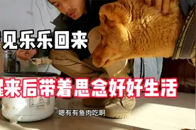 梦见乐乐回来体验了失而复得的喜悦，醒来后带着思念努力生活视频封面