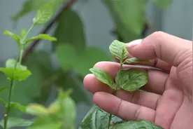 秋季茉莉花，最重要的环节别忘了，不然今年开花到此为止