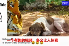 盘点狗被假老虎惊吓的搞笑视频，老外反应：人比狗还狗！！！！视频封面