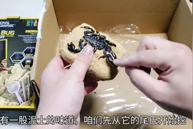 试玩88元“甲虫挖宝”，挖到两只不一样的甲虫标本，金色的太美了视频封面