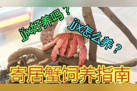 想要养一只可爱的寄居蟹吗？本期视频教你养！视频封面