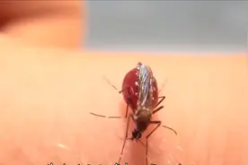 奇趣动物盘点： 蚊子腹部被人开了个口，一边吸血一边漏？