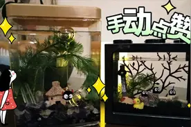 一缸一世界—水生植物生态缸，试养超级治愈的marimo幸福海藻球视频封面