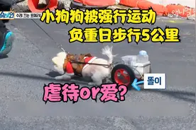 小狗狗被强行运动  每日负重步行5公里   是虐待还是爱视频封面