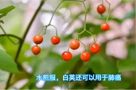 这个植物是白英，是一味传统中药，可用于风湿关节炎水肿黄疸疟疾