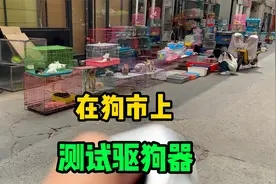 打假实测51元驱狗器，到狗市上测试一下看看狗子会是什么反应？视频封面