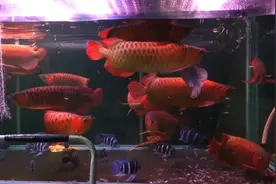 养鱼知识 | 新手如何挑选优质龙鱼？