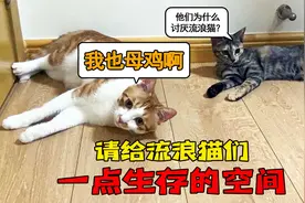 为什么会有人讨厌流浪猫？甚至讨厌到连它们的生存空间都要剥削