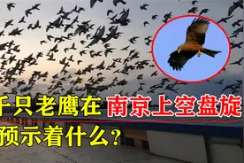 南京现“异常”景观，上千只老鹰聚集盘旋，预示着什么？视频封面