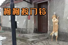 狗狗玩累了回家打不开门，竟然知道按门铃，真是太聪明了！视频封面