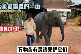 泰国一只小象和女孩跨越物种的友谊，令人羡慕，万物皆有灵视频封面