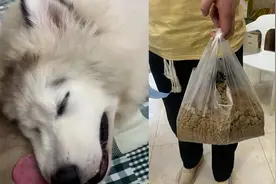 狗狗越笼偷吃10斤狗粮肚鼓被主人发现，主人：做手术取出8斤狗粮视频封面