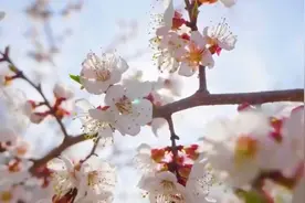 毛泽东:春风杨柳万千条，六亿神州尽舜尧视频封面