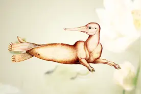 意大利一个著名的怪兽，在《山海经》和现实中找到了视频封面