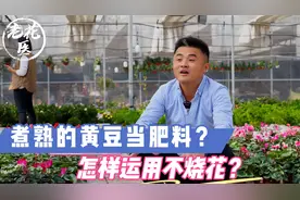 煮熟的黄豆当肥料？怎样运用不烧花？养花巧妙小知识！视频封面