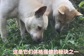 土狗就是好，生病会自己找草药吃治疗，也是它们体格强健的秘诀视频封面