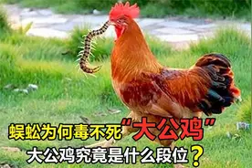 蜈蚣作为五毒之一，为啥毒不死大公鸡？原来大公鸡有隐藏属性！视频封面