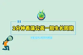 2分钟看蒲公英一周生长周期视频封面