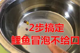 鲤鱼冒泡浮漂却没动作？4分钟教你完美解决，这种钓法老手都在用视频封面