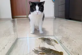 小猫咪第一次见到龙虾会有什么反应？馋猫按耐不住伸出了...视频封面