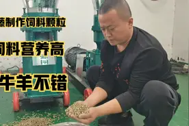红薯藤营养价值高，制作成饲料颗粒养牛羊不错，好饲料营养高视频封面