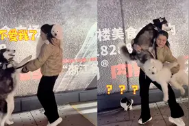 大街上2狗争宠要主人抱，二哈不满耍脾气，网友：果然不能要二胎