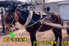 农村大哥套骡车，为了防止骡子不听话乱跑，一根小绳解决问题视频封面