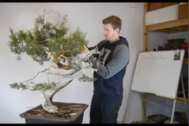 不可多得的天然舍利干柏树盆景，稍作蟠扎就成经典盆景视频封面