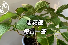 郁金香叶子软踏踏正常吗？幸福树叶子有小黑点怎么拯救？每日一答视频封面